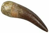 Fossil Plesiosaur (Zarafasaura) Tooth - Morocco #354695-1
